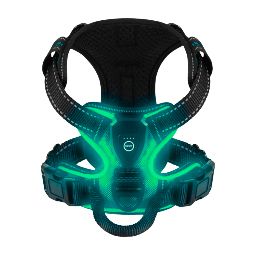 Yanıp Sönen LED Işıklı Köpek Tasması -Çim - Ozerty