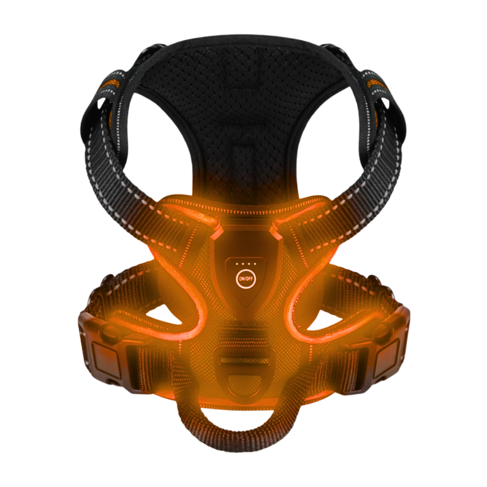 Yanıp Sönen LED Işıklı Köpek Tasması -Turuncu - Ozerty