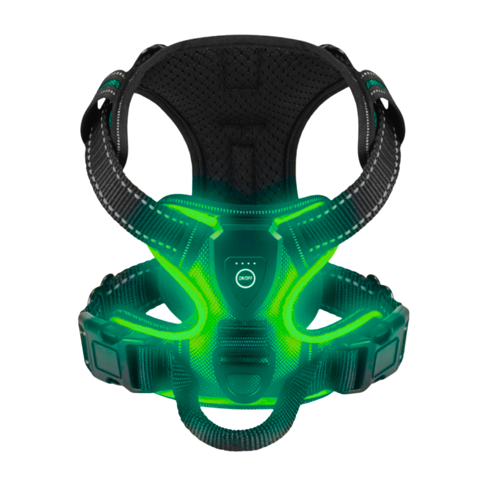 Yanıp Sönen LED Işıklı Köpek Tasması -Turkuaz - Ozerty
